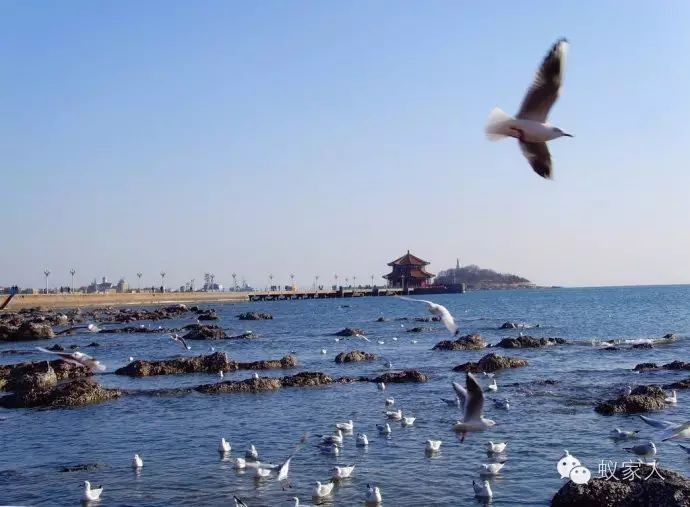 青岛栈桥旅游攻略_青岛攻略旅游栈桥图片_青岛旅游攻略必去景点栈桥