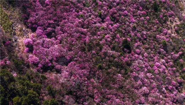 神农架旅游攻略一日游-神农架攻略二日游(图18) 神农架攻略二日游_神农架旅游攻略二日游_神农架旅游攻略一日游