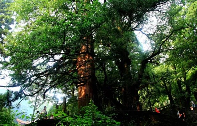 神农架旅游攻略一日游-神农架攻略二日游(图22) 神农架旅游攻略二日游_神农架旅游攻略一日游_神农架攻略二日游