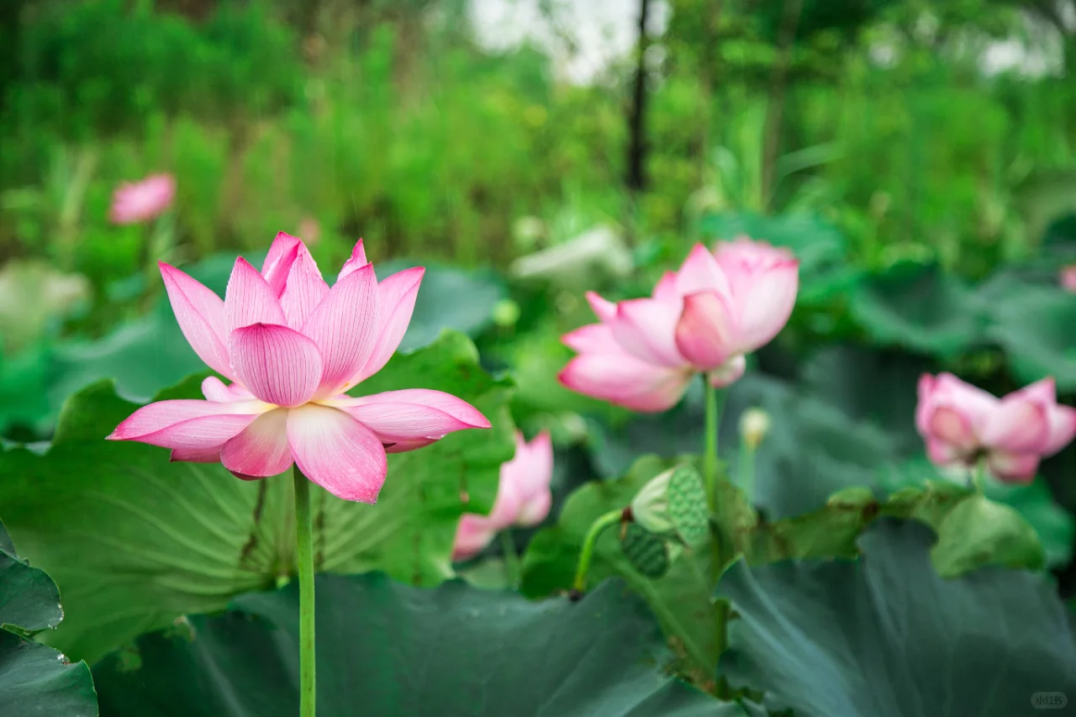 湖南岳阳旅游攻略-岳阳旅游攻略(图36) 湖南岳阳旅游攻略_岳阳旅游攻略_岳阳攻略
