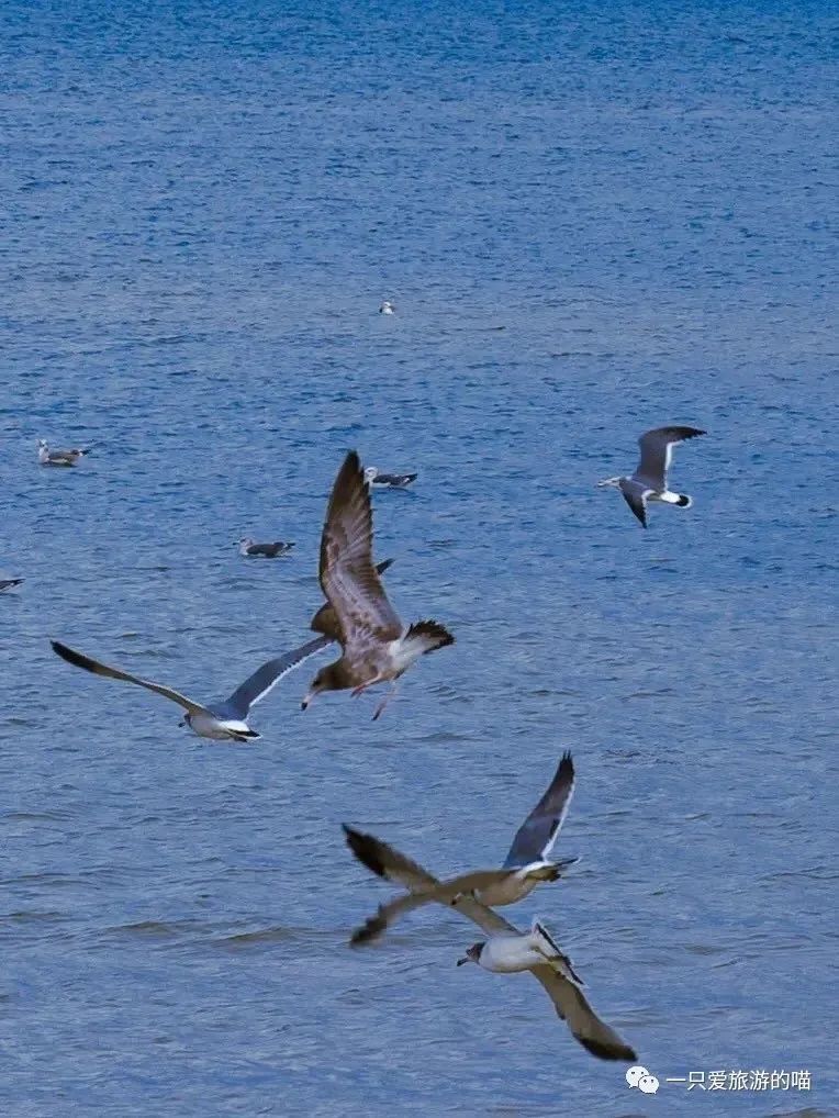 烟台威海蓬莱旅游攻略-威海蓬莱烟台自由行攻略