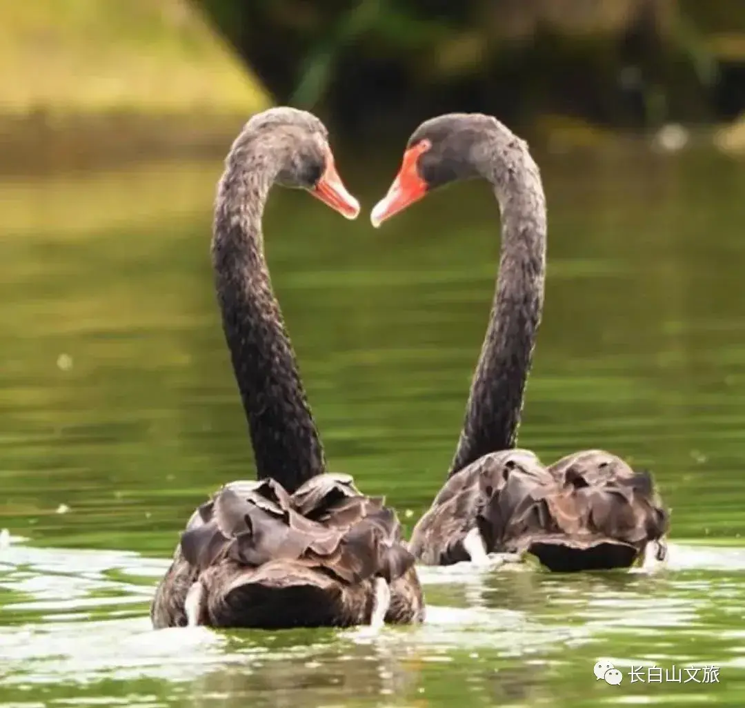 长白山攻略旅游攻畿_长白山旅游攻略_长白山攻略旅游路线图