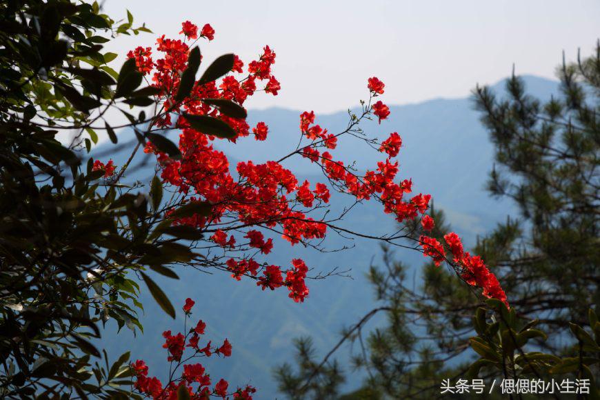 义乌到枸杞岛旅游攻略_义乌自由行攻略_义乌周边度假村