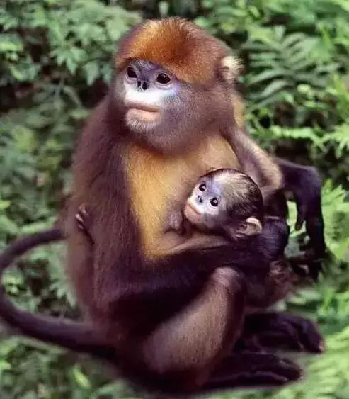 凤凰古镇回重庆沿途景点_重庆到凤凰古镇旅游攻略_凤凰古镇离重庆多少公里