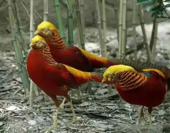 重庆到凤凰古镇旅游攻略_凤凰古镇离重庆多少公里_凤凰古镇回重庆沿途景点