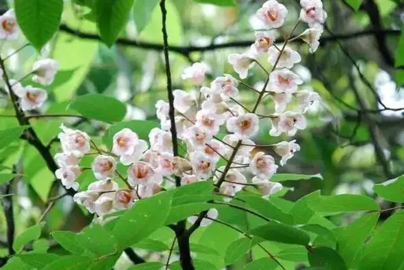 凤凰古镇离重庆多少公里_凤凰古镇回重庆沿途景点_重庆到凤凰古镇旅游攻略