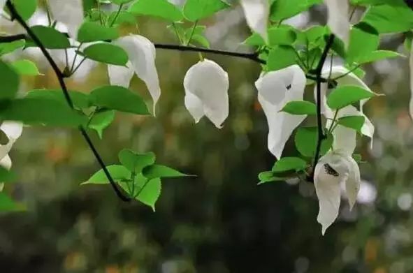 凤凰古镇离重庆多少公里_重庆到凤凰古镇旅游攻略_凤凰古镇回重庆沿途景点