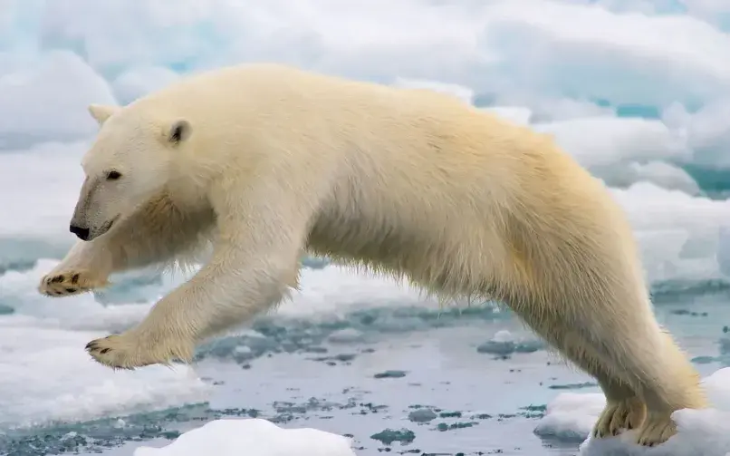 格陵兰著名景点_格陵兰旅游攻略_格陵兰景点
