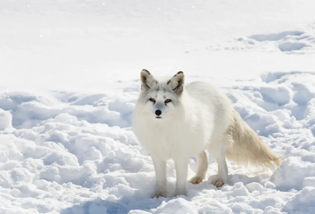 格陵兰景点_格陵兰著名景点_格陵兰旅游攻略