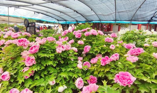 武当山三天旅游攻略_武当山旅游攻略三日_武当山三日游报团