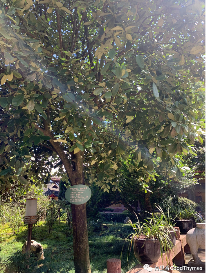 旅行攻略武夷山_武夷山两日旅游攻略_攻略旅游武夷山路线