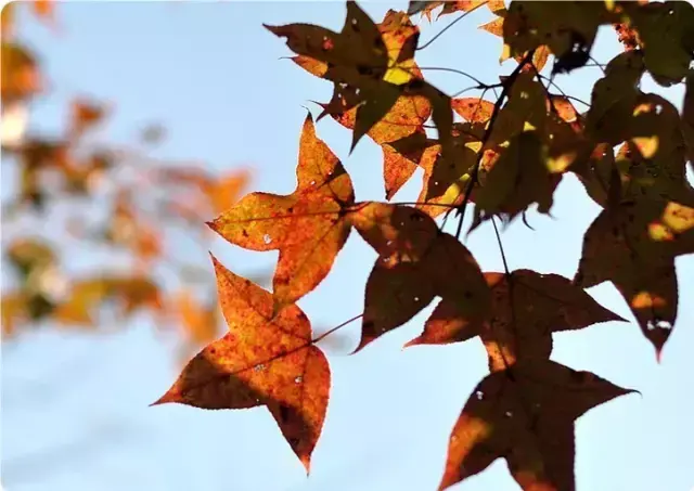 梅州雁鸣湖景区图片_梅州雁鸣湖旅游度假村官方网站_梅州雁鸣湖旅游攻略