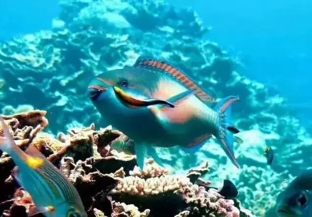 海南西沙群岛旅游攻略-海南群岛攻略西沙旅游(图12) 海南群岛攻略西沙旅游怎么样_海南西沙群岛旅游攻略_海南群岛攻略西沙旅游