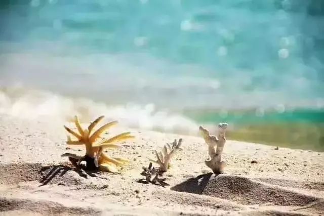 海南西沙群岛旅游攻略-海南群岛攻略西沙旅游(图13) 海南群岛攻略西沙旅游怎么样_海南西沙群岛旅游攻略_海南群岛攻略西沙旅游