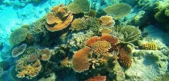 海南西沙群岛旅游攻略-海南群岛攻略西沙旅游(图15) 海南西沙群岛旅游攻略_海南群岛攻略西沙旅游怎么样_海南群岛攻略西沙旅游