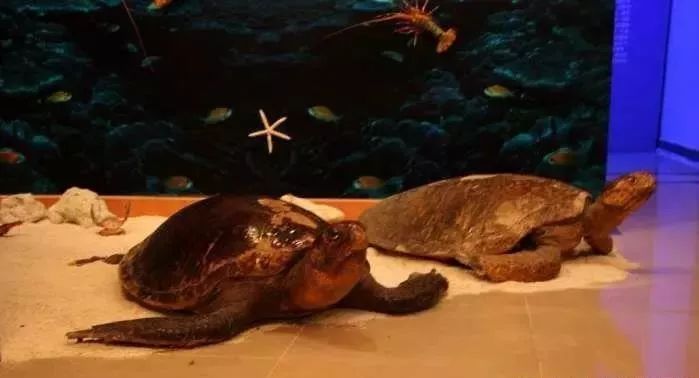 海南西沙群岛旅游攻略-海南群岛攻略西沙旅游(图17) 海南群岛攻略西沙旅游_海南群岛攻略西沙旅游怎么样_海南西沙群岛旅游攻略