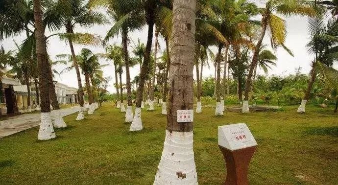 海南西沙群岛旅游攻略-海南群岛攻略西沙旅游(图18) 海南群岛攻略西沙旅游_海南西沙群岛旅游攻略_海南群岛攻略西沙旅游怎么样