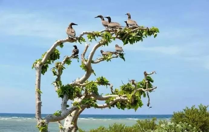 海南西沙群岛旅游攻略-海南群岛攻略西沙旅游(图22) 海南西沙群岛旅游攻略_海南群岛攻略西沙旅游怎么样_海南群岛攻略西沙旅游