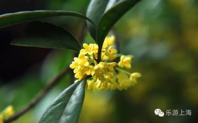 上海金山旅游攻略-上海金山旅游景区在什么地方(图5) 上海金山旅游攻略_上海金山旅游景区在什么地方_上海金山旅游景点大全排名