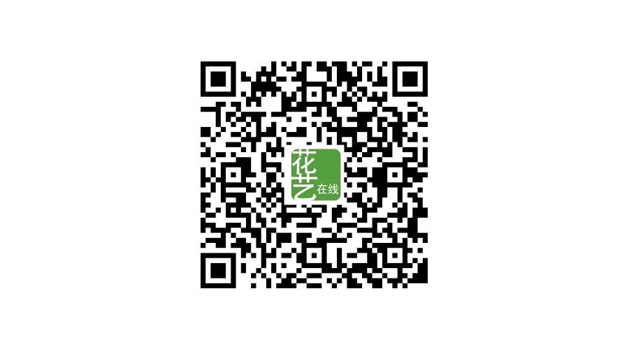 干花款式_时尚花艺：干花_干花时尚花艺怎么样