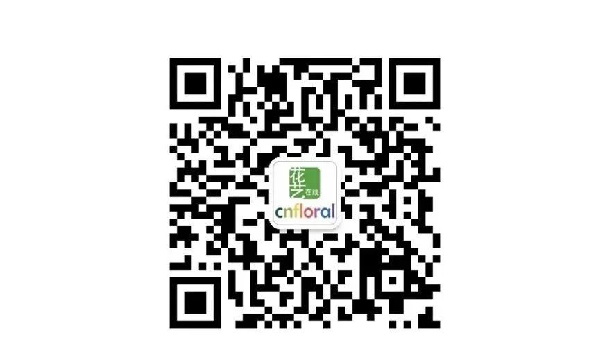 干花时尚花艺怎么样_干花款式_时尚花艺：干花