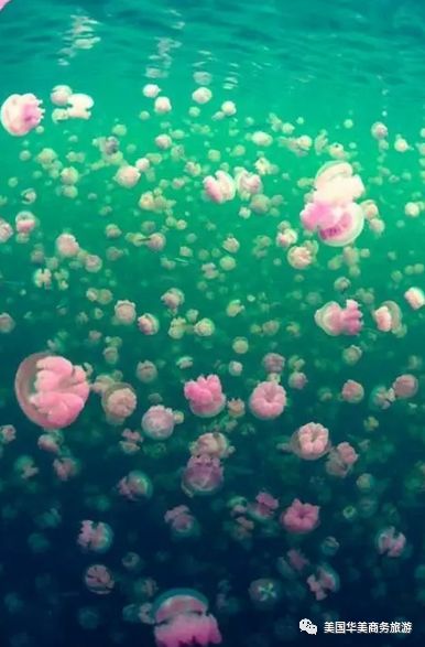 帕劳群岛旅游攻略-帕劳群岛图片欣赏(图31) 帕劳群岛地图上的位置_帕劳群岛图片欣赏_帕劳群岛旅游攻略