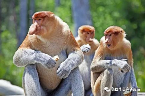 帕劳群岛旅游攻略-帕劳群岛图片欣赏(图40) 帕劳群岛图片欣赏_帕劳群岛地图上的位置_帕劳群岛旅游攻略