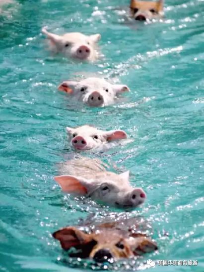 帕劳群岛旅游攻略-帕劳群岛图片欣赏(图7) 帕劳群岛旅游攻略_帕劳群岛图片欣赏_帕劳群岛地图上的位置