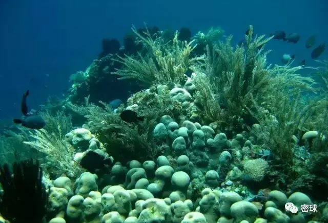 帕劳群岛旅游攻略-帕劳群岛地图上的位置(图14) 帕劳群岛视频_帕劳群岛旅游攻略_帕劳群岛地图上的位置