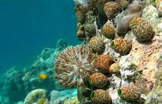 帕劳群岛旅游攻略-帕劳群岛地图上的位置(图3) 帕劳群岛地图上的位置_帕劳群岛旅游攻略_帕劳群岛视频