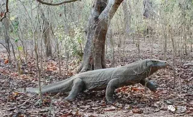 帕劳群岛旅游攻略-帕劳群岛地图上的位置(图29) 帕劳群岛旅游攻略_帕劳群岛视频_帕劳群岛地图上的位置