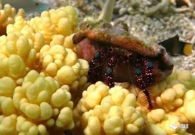 帕劳群岛旅游攻略-帕劳群岛地图上的位置(图31) 帕劳群岛视频_帕劳群岛地图上的位置_帕劳群岛旅游攻略