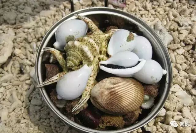 帕劳群岛旅游攻略-帕劳群岛地图上的位置(图32) 帕劳群岛视频_帕劳群岛地图上的位置_帕劳群岛旅游攻略