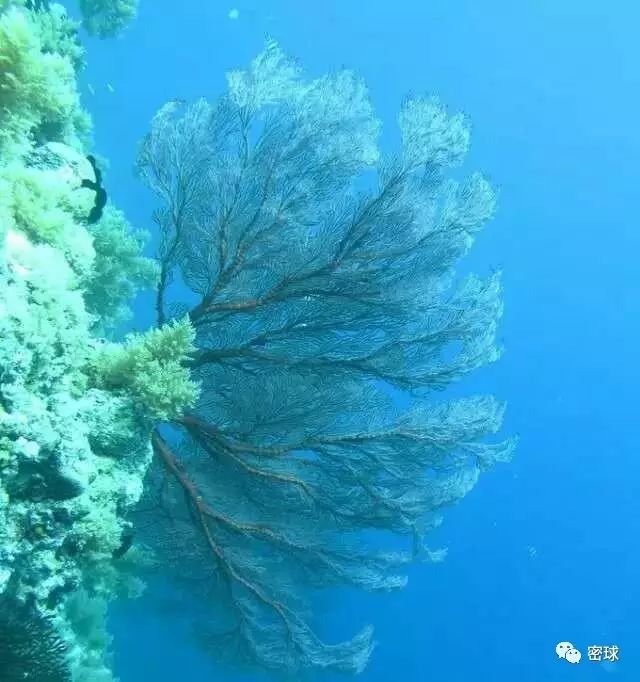 帕劳群岛旅游攻略-帕劳群岛地图上的位置(图35) 帕劳群岛旅游攻略_帕劳群岛地图上的位置_帕劳群岛视频