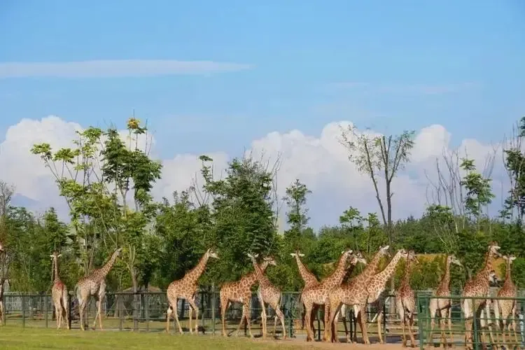 大连4天旅游攻略自助游-大连自助推荐(图21) 大连自助推荐_大连4天旅游攻略自助游_大连自助游攻略5天