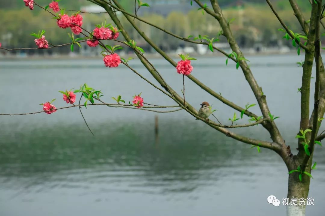 杭州千岛湖一日旅游攻略-杭卅千岛湖旅游
