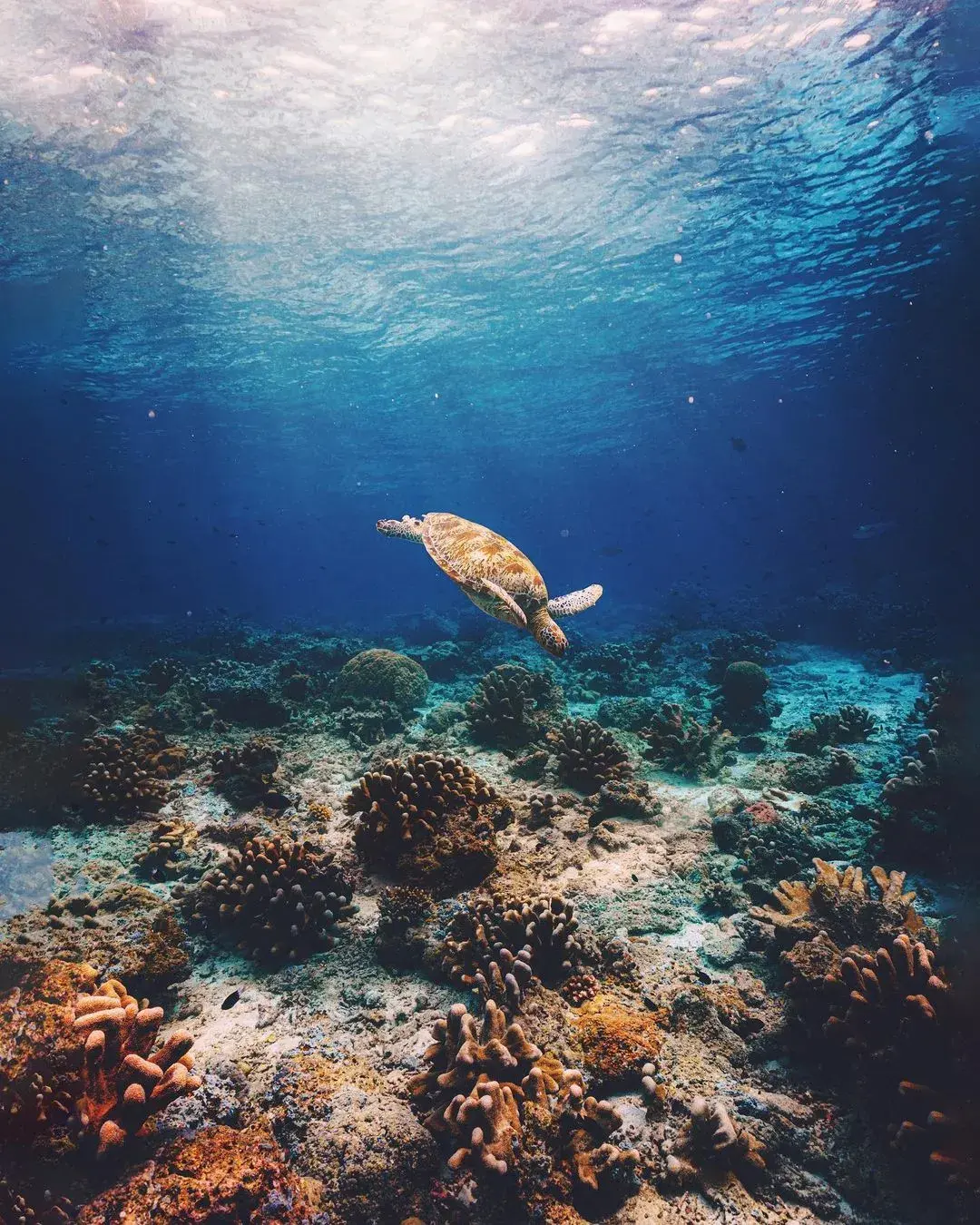 马来亚庇旅游景点_马来西亚旅游攻略2018_马来西亚亚庇旅游攻略