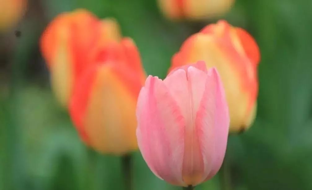 张家界景区旅游攻略_张家界攻略景区旅游路线_张家界攻略必去景点