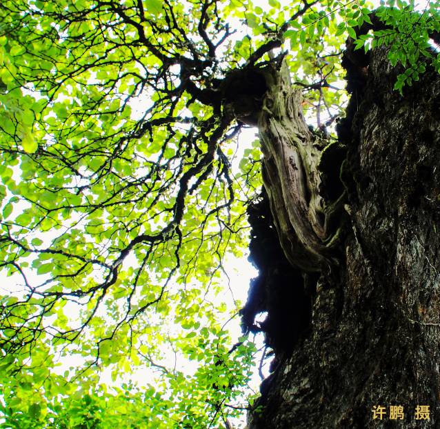 重庆金佛山的佛_重庆金佛山避暑游_重庆金佛山旅游攻略