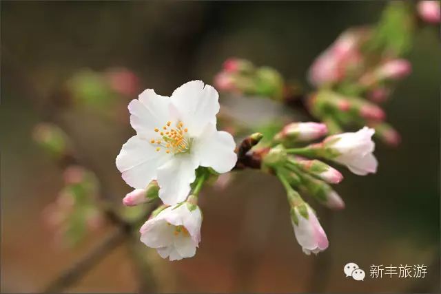 新丰樱花峪旅游攻略-新丰樱花峪好玩吗
