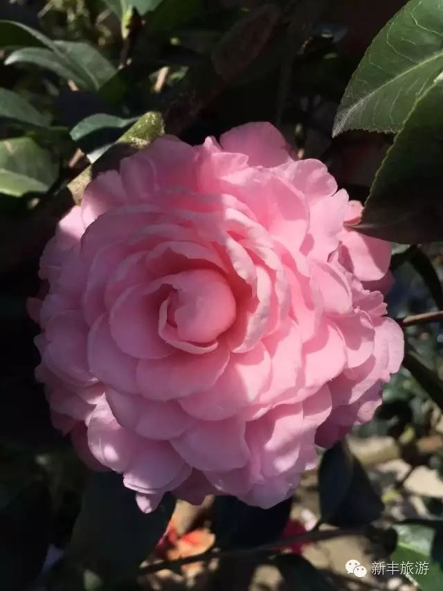 新丰樱花峪好玩吗_新丰樱花峪旅游攻略_新丰樱花峪的门票