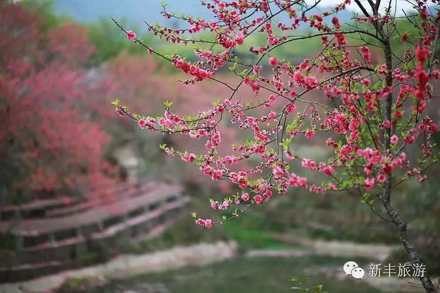 新丰樱花峪旅游攻略_新丰樱花峪好玩吗_新丰樱花峪的门票