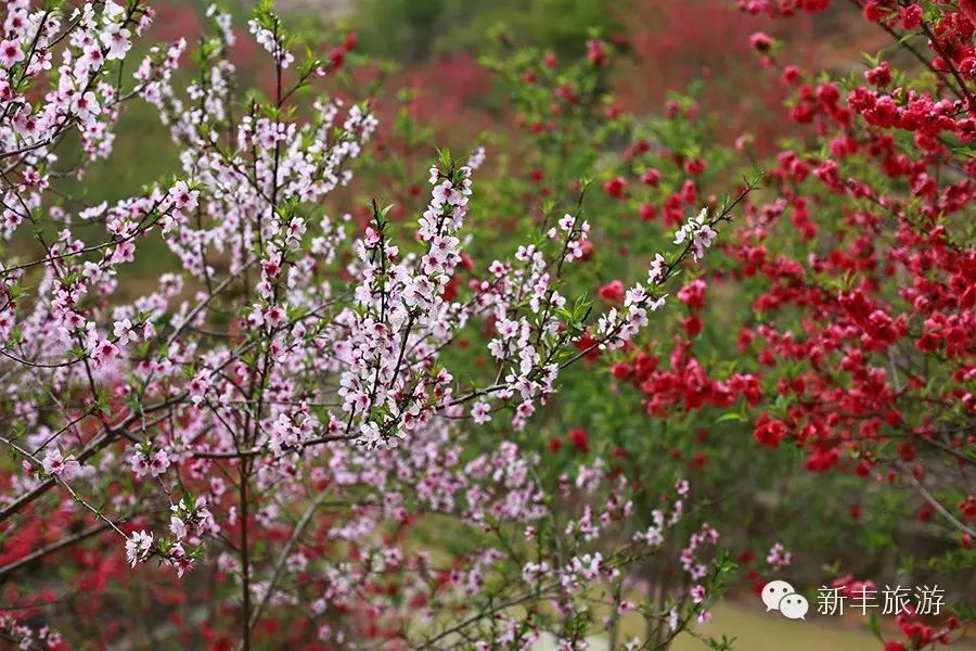 新丰樱花峪好玩吗_新丰樱花峪的门票_新丰樱花峪旅游攻略