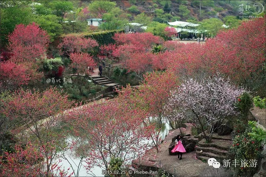 新丰樱花峪旅游攻略_新丰樱花峪好玩吗_新丰樱花峪的门票