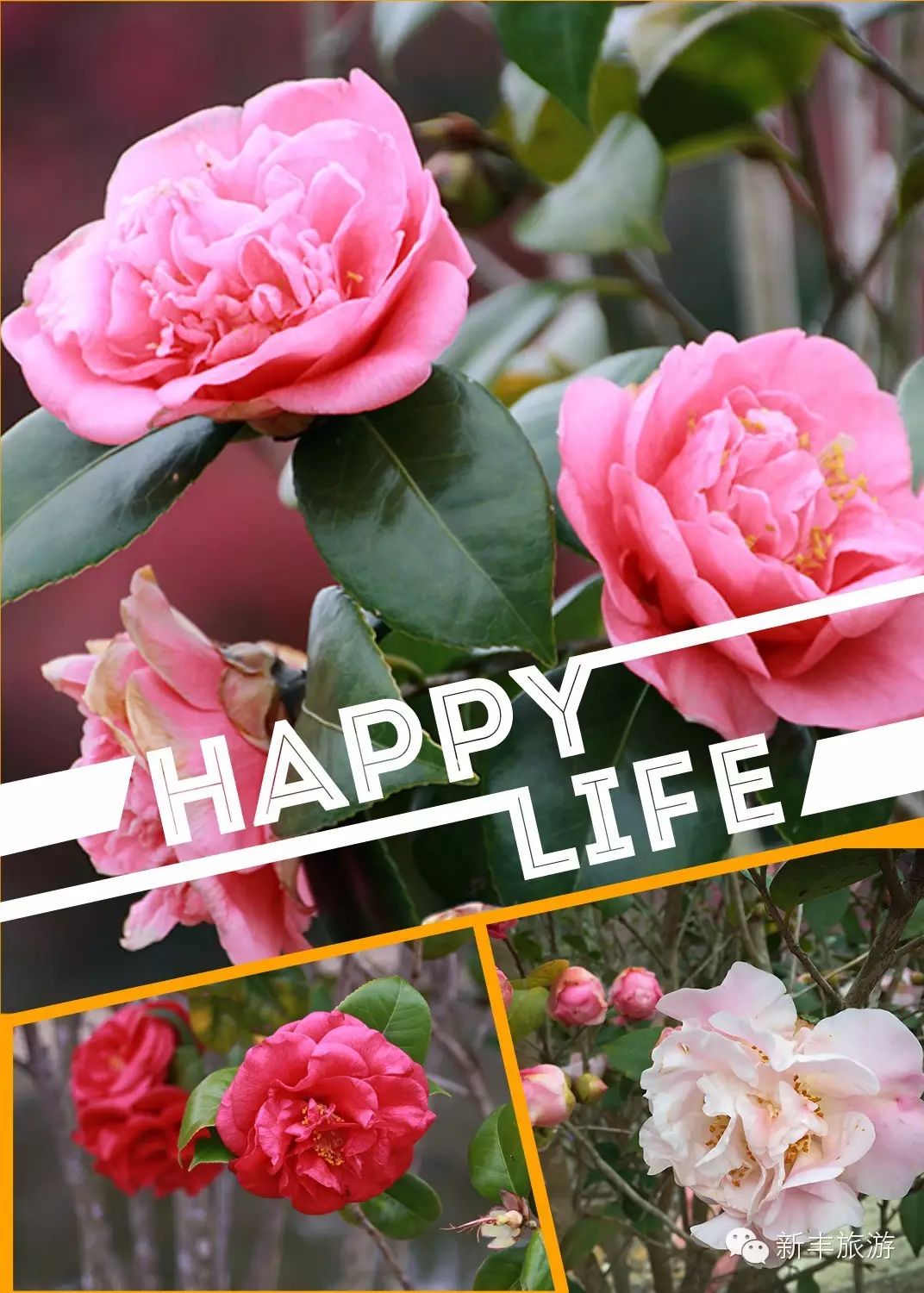 新丰樱花峪的门票_新丰樱花峪好玩吗_新丰樱花峪旅游攻略