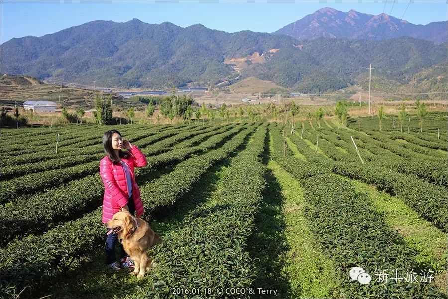 新丰樱花峪的门票_新丰樱花峪旅游攻略_新丰樱花峪好玩吗