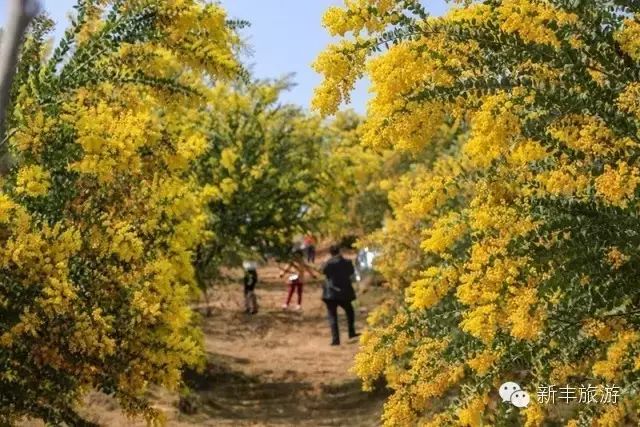 新丰樱花峪旅游攻略_新丰樱花峪好玩吗_新丰樱花峪的门票