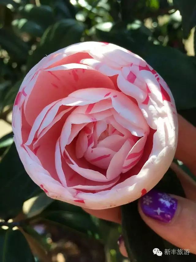 新丰樱花峪好玩吗_新丰樱花峪的门票_新丰樱花峪旅游攻略