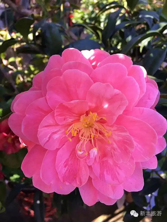 新丰樱花峪的门票_新丰樱花峪旅游攻略_新丰樱花峪好玩吗