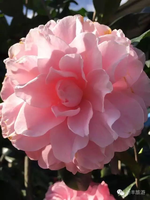 新丰樱花峪旅游攻略_新丰樱花峪好玩吗_新丰樱花峪的门票